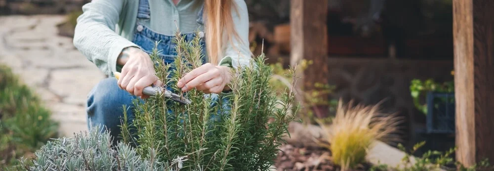 Person schneidet Rosmarin mit Schere